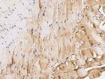 IGFBP6 Antibody in Immunohistochemistry (Paraffin) (IHC (P))