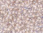 METAP2 Antibody in Immunohistochemistry (Paraffin) (IHC (P))