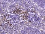 METAP2 Antibody in Immunohistochemistry (Paraffin) (IHC (P))