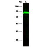 METAP2 Antibody in Western Blot (WB)