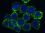 CD204 Antibody in Immunocytochemistry (ICC/IF)