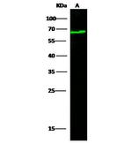 Nectin 2 Antibody in Western Blot (WB)