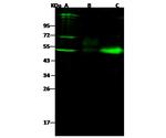 NGFR Antibody in Western Blot (WB)