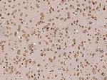 PDI Antibody in Immunohistochemistry (Paraffin) (IHC (P))