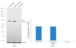 PDI Antibody