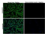 Podoplanin Antibody