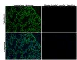 Podoplanin Antibody