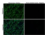 Podoplanin Antibody