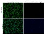 Podoplanin Antibody