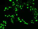 PDGF-C Antibody in Immunocytochemistry (ICC/IF)