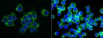 CD155 Antibody in Immunocytochemistry (ICC/IF)