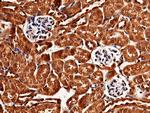 LIMP2 Antibody in Immunohistochemistry (Paraffin) (IHC (P))