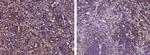 SLAMF8 Antibody in Immunohistochemistry (Paraffin) (IHC (P))