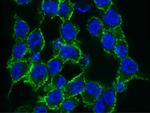 4-1BB Ligand Antibody in Immunocytochemistry (ICC/IF)