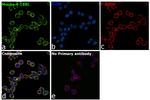 4-1BB Ligand Antibody in Immunocytochemistry (ICC/IF)