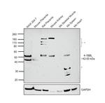 4-1BB Ligand Antibody in Western Blot (WB)