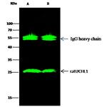 PGP9.5 Antibody in Immunoprecipitation (IP)