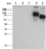 Influenza B HA Antibody in Western Blot (WB)