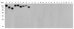 Influenza A H3N2 HA Antibody in Western Blot (WB)