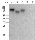 Influenza A H3N2 HA Antibody in Western Blot (WB)