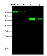 Swine Influenza H1N1 NA (strain Swine Flu 2009) Antibody in Western Blot (WB)