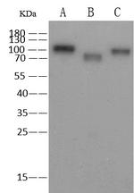 Influenza A H1N1 HA Antibody in Western Blot (WB)