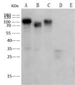 Influenza A H1N1 HA Antibody in Western Blot (WB)