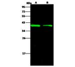 Ebola Virus VP40 (subtype Bundibugyo, strain Uganda 2007) Antibody in Western Blot (WB)