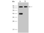 CD44 Antibody in Western Blot (WB)