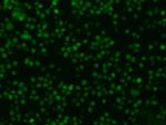 Oncostatin M Antibody in Immunocytochemistry (ICC/IF)