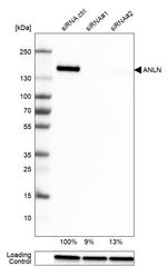 Anillin Antibody