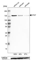 CTCF Antibody