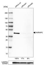 hnRNP C Antibody