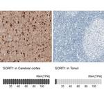 Sortilin Antibody