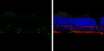 SOX2 Antibody in Immunohistochemistry (Frozen) (IHC (F))