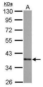 SOX2 Antibody in Western Blot (WB)