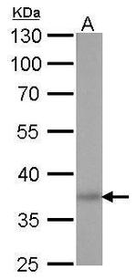 SOX2 Antibody in Western Blot (WB)