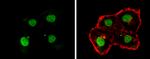 OCT4 Antibody in Immunocytochemistry (ICC/IF)