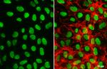 OCT4 Antibody in Immunocytochemistry (ICC/IF)