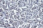 OCT4 Antibody in Immunohistochemistry (Paraffin) (IHC (P))