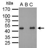 OCT4 Antibody in Immunoprecipitation (IP)