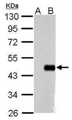 OCT4 Antibody in Western Blot (WB)