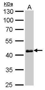 OCT4 Antibody in Western Blot (WB)