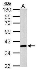 Nanog Antibody in Western Blot (WB)