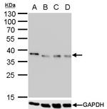 Nanog Antibody in Western Blot (WB)