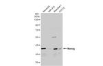 Nanog Antibody in Western Blot (WB)