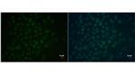 OCT4 Antibody in Immunocytochemistry (ICC/IF)