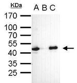 OCT4 Antibody in Immunoprecipitation (IP)