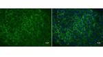 LIN28A Antibody in Immunocytochemistry (ICC/IF)