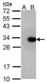 LIN28A Antibody in Western Blot (WB)